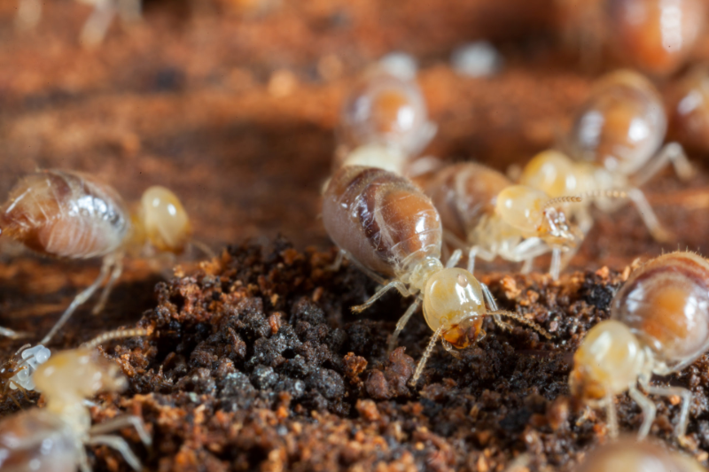 Termite Control